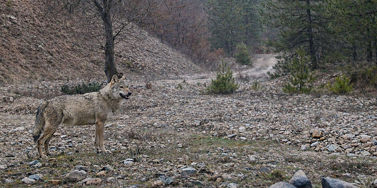 iucn-kirmizi-listesinde-yer-alan-hayalet-kirikkalede-goruntulendi