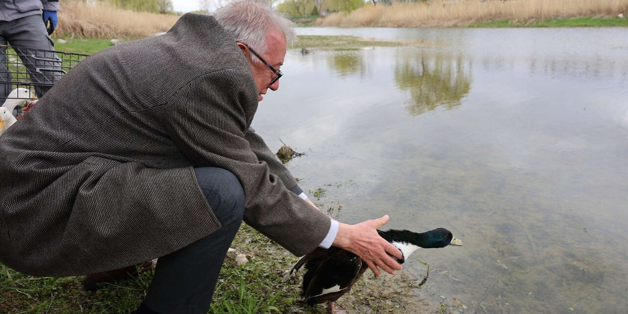 millet-bahcesi-goletine-100-ordek-birakildi-2