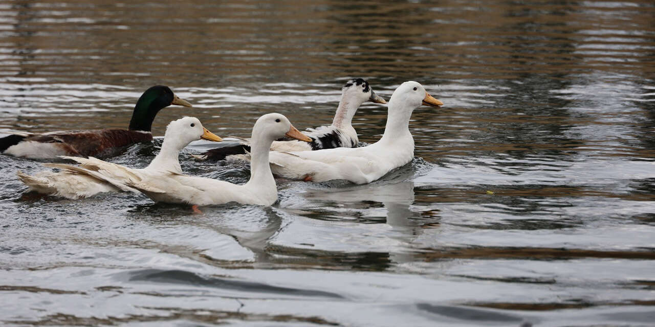 millet-bahcesi-goletine-100-ordek-birakildi-3