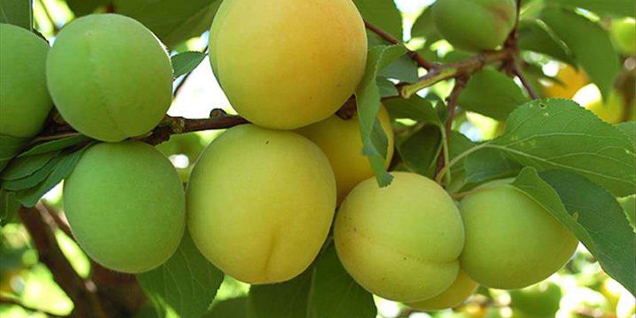 en-yuksek-yeterlilik-kayisi-ve-zerdalide-oldu23