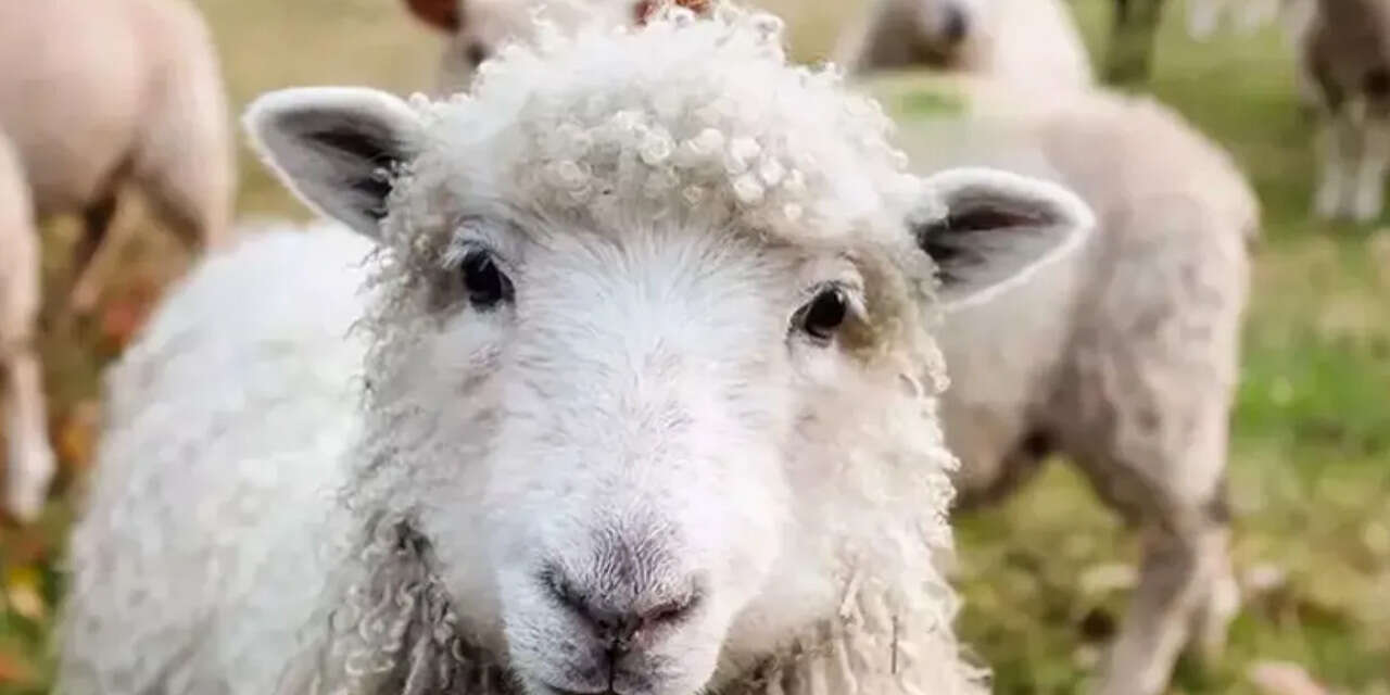 kucukbas-ureticilerine-hayvan-destegi-saglanacak2