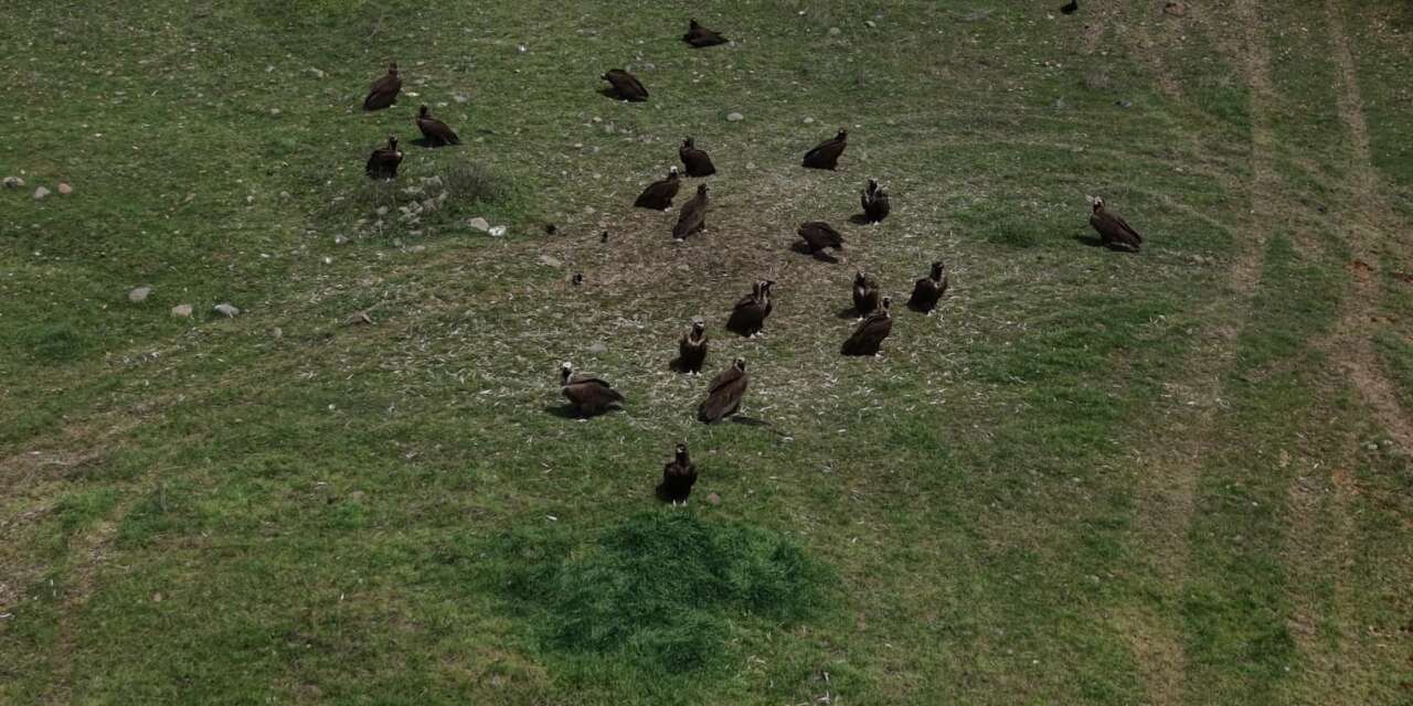 ankaranin-kizilcahamam-ilcesinde-yaban-hayati-heyecani-yasandi-doga-fotografcisi-omer-melih-demirbas-nesli-koruma-altindaki-kara-akbabalari-celtikci-bolgesinde-dev-bir-suru-halinde-goruntulemeyi-basardi