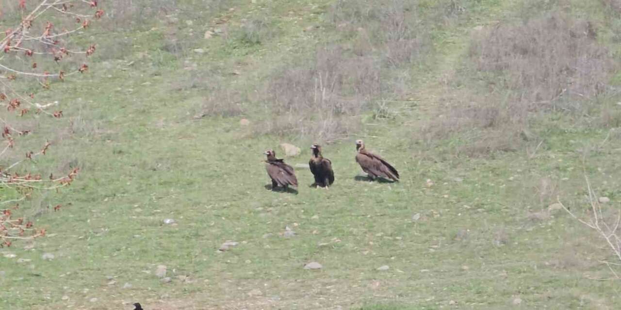 ankaranin-kizilcahamam-ilcesinde-yaban-hayati-heyecani-yasandi-doga-fotografcisi-omer-melih-demirbas-nesli-koruma-altindaki-kara-akbabalari-celtikci-bolgesinde-dev-bir-suru-halinde-goruntulemeyi-basardi