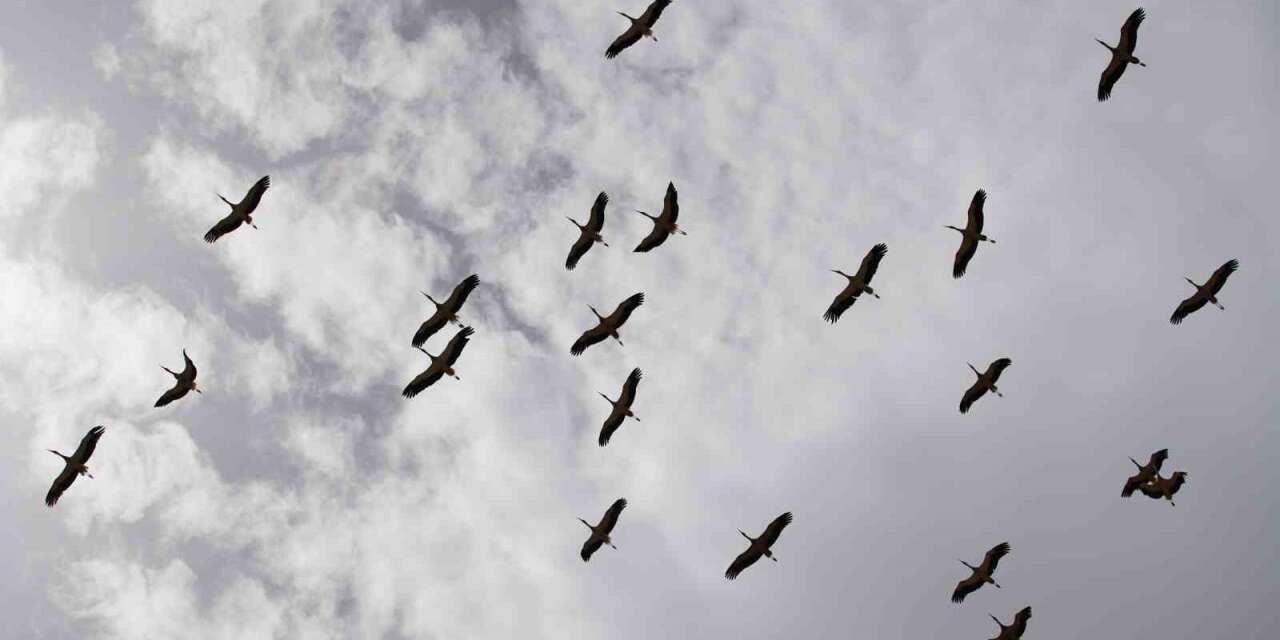 ilkbaharin-gelmesiyle-birlikte-uzun-goc-yolculugunu-tamamlayan-leylekler-kirikkale-semalarinda-suru-halinde-gorulmeye-basladi