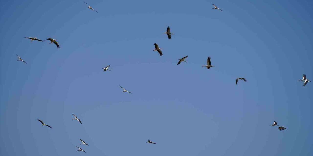 ilkbaharin-gelmesiyle-birlikte-uzun-goc-yolculugunu-tamamlayan-leylekler-kirikkale-semalarinda-suru-halinde-gorulmeye-basladi