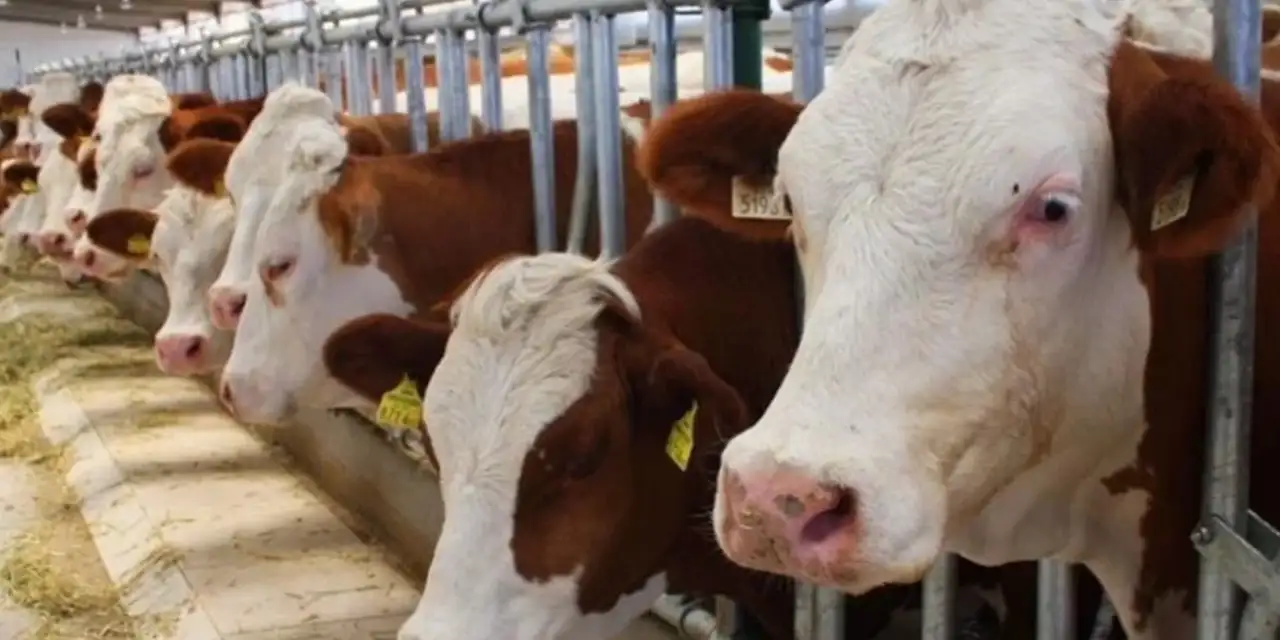 kurban-alacaklar-dikkat-dolandiricilar-sahada-4