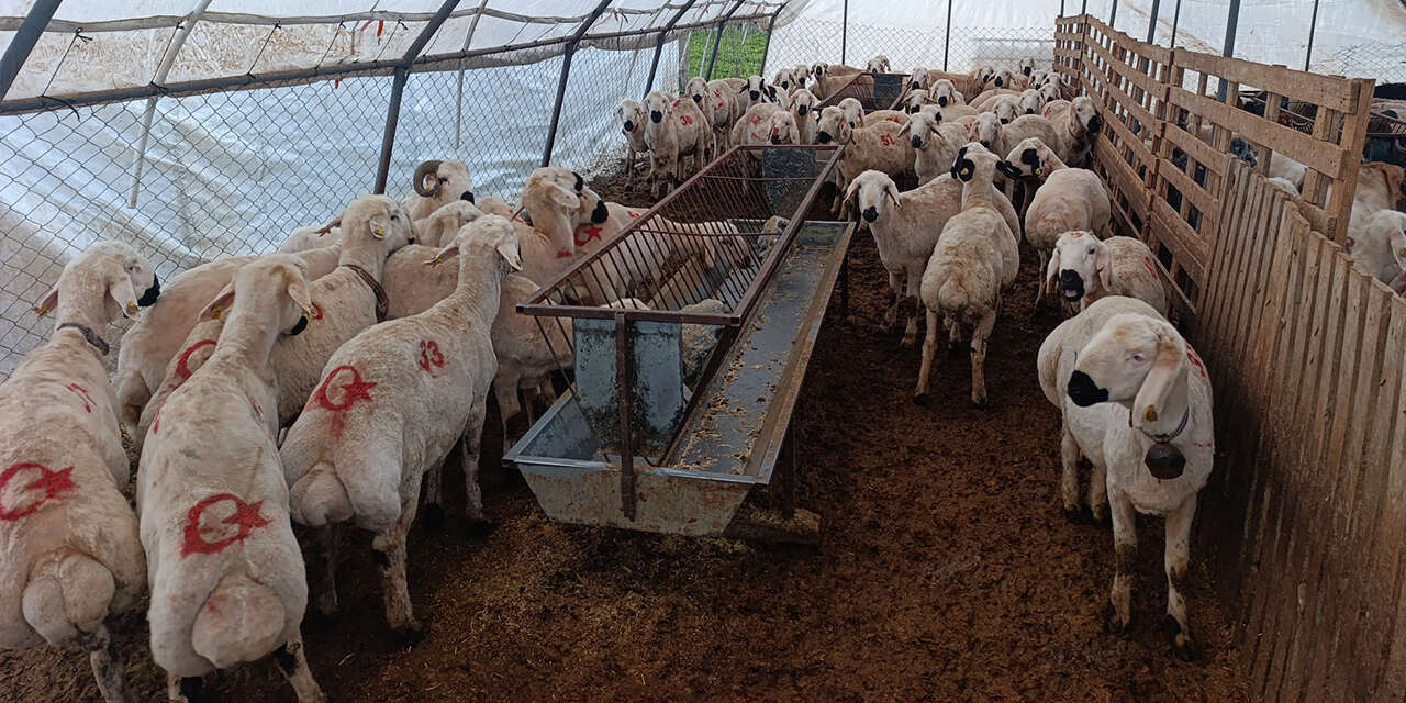 demirbas-besi-ciftliginde-her-butceye-uygun-kurbanlik-3