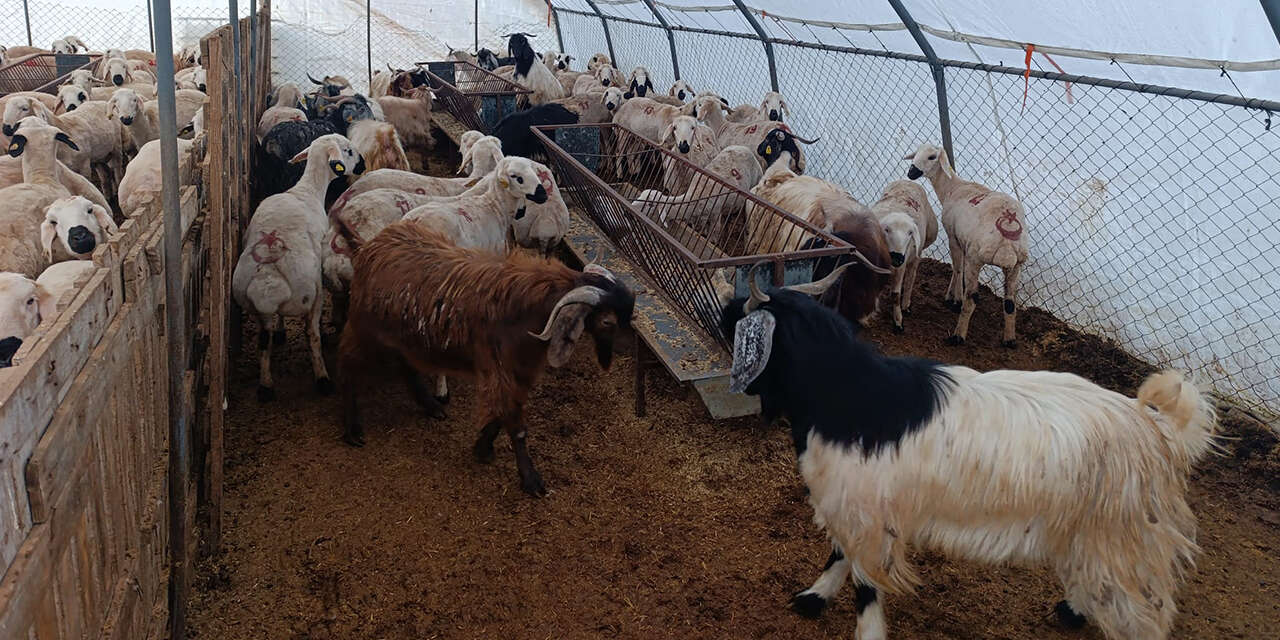 demirbas-besi-ciftliginde-her-butceye-uygun-kurbanlik-4