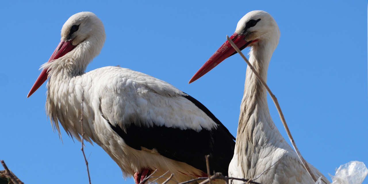 esnaf-merakla-bekliyordu-ruzgar-ve-nergis-yuvaya-dondu-2