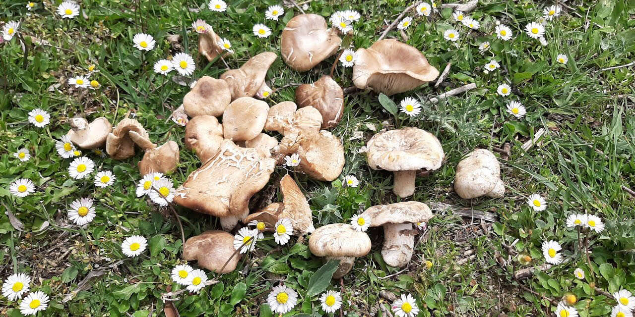 kirikkalede-dogadaki-buyuk-tehlike-caninizdan-olabilirsiniz-2