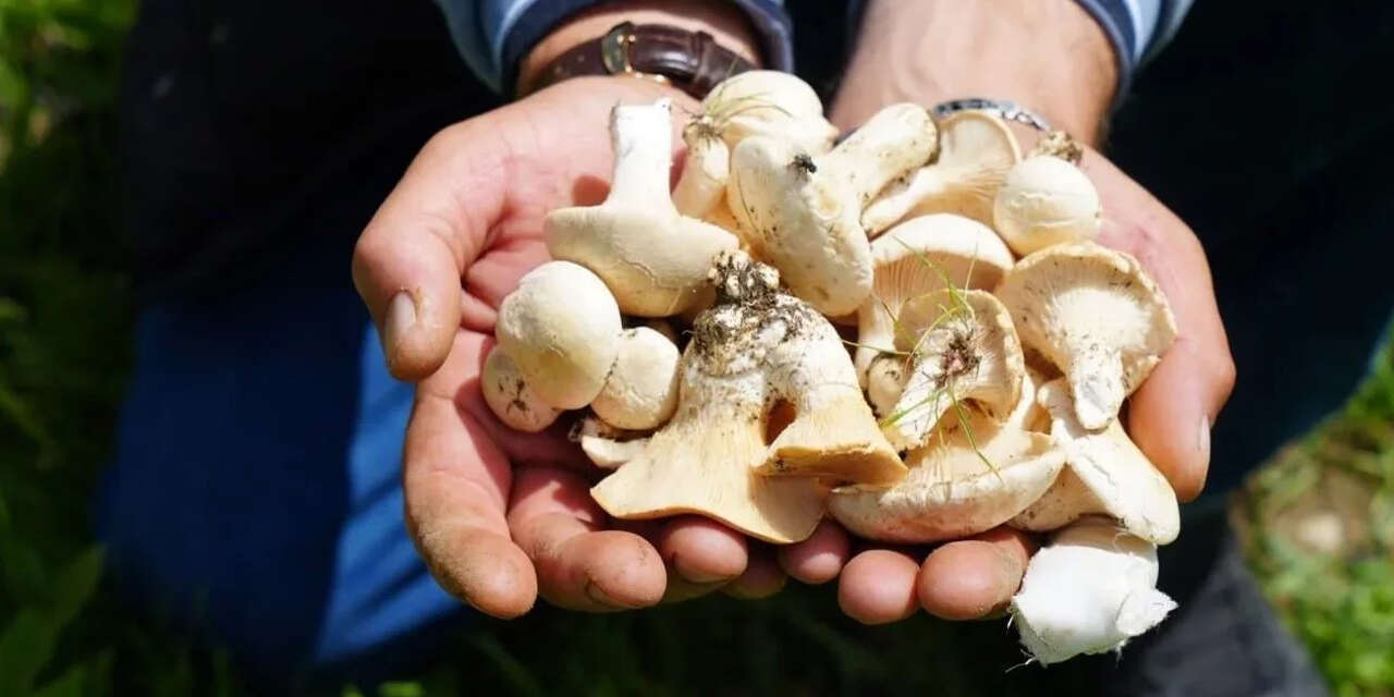 kirikkalede-dogadaki-buyuk-tehlike-caninizdan-olabilirsiniz-4