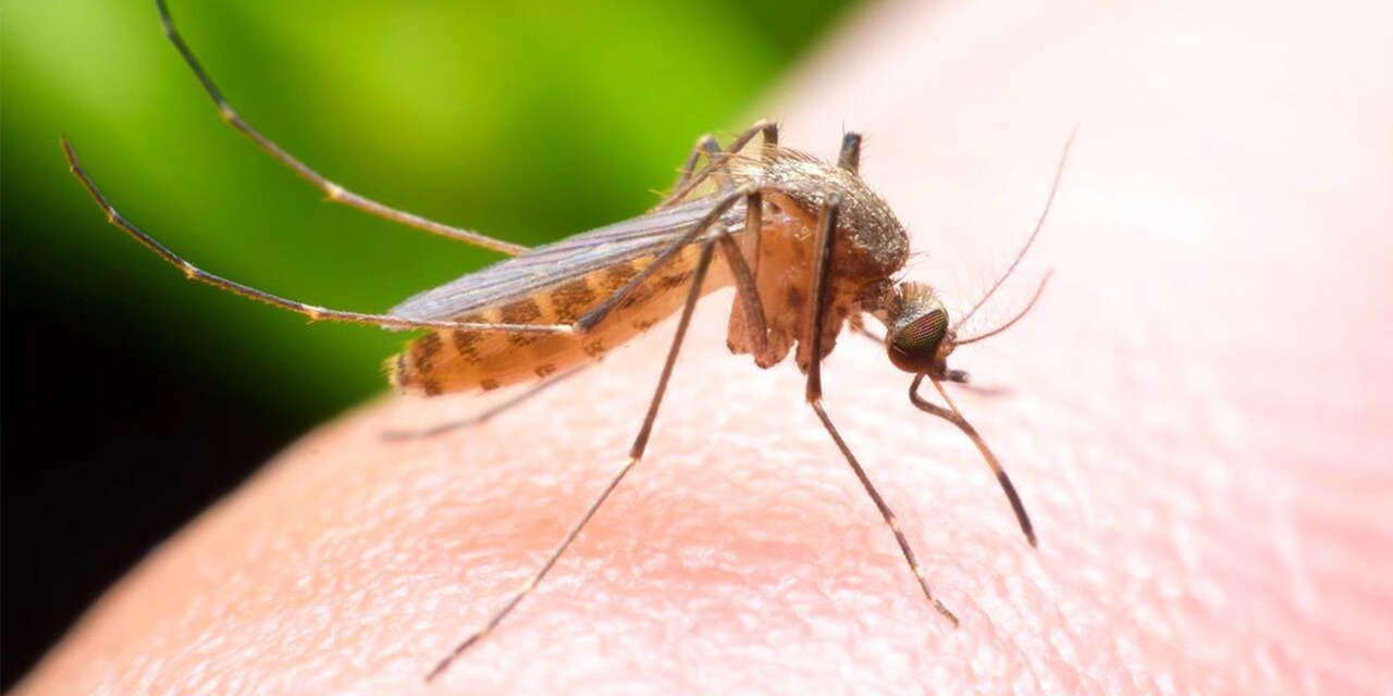 kirikkaleliler-dikkat-nijerya-ve-afrikadan-geliyor-2