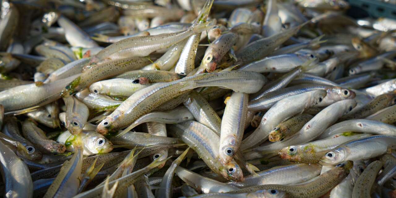gumus-baligi-sezonu-flamingolarla-birlikte-basladi-3