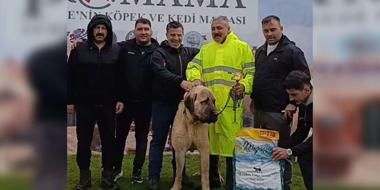 konyada-kirikkale-damgasi-cins-kopekler-birinci-oldu2