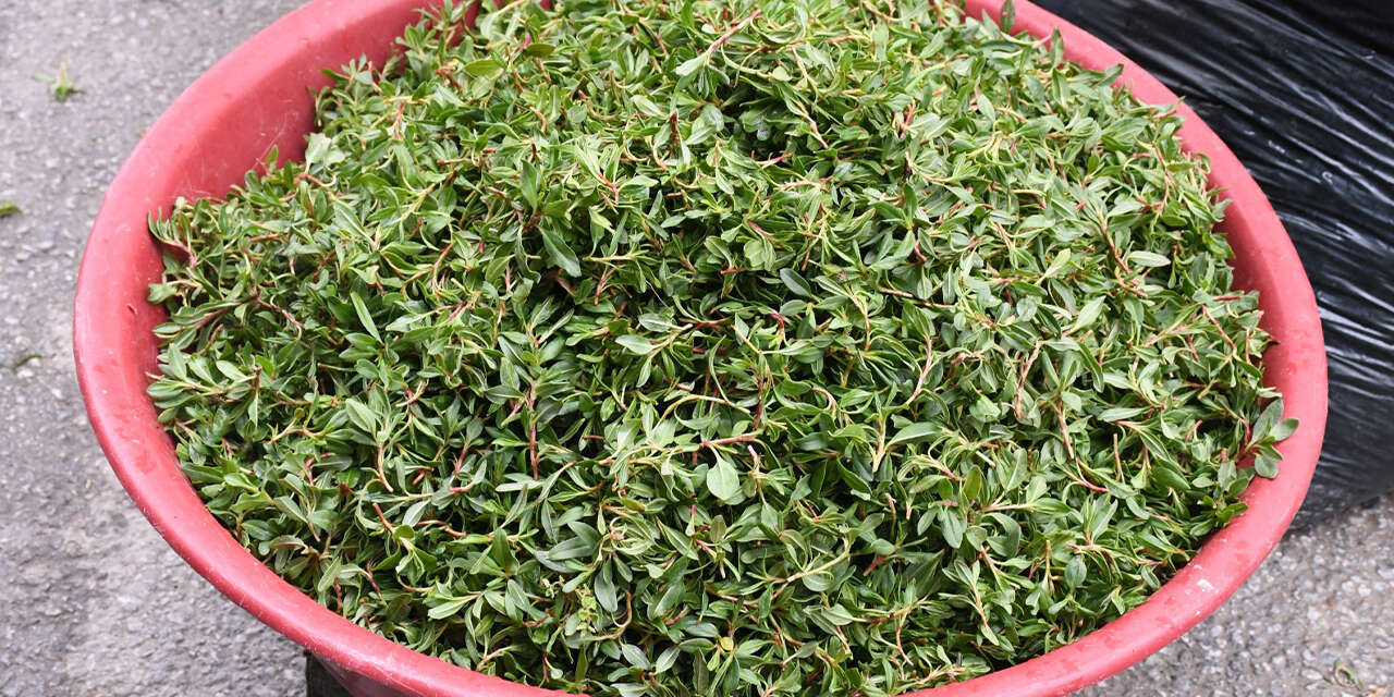 herkes-bu-lezzetin-pesinde-toplamasi-zor-yemesi-lezzetli-1