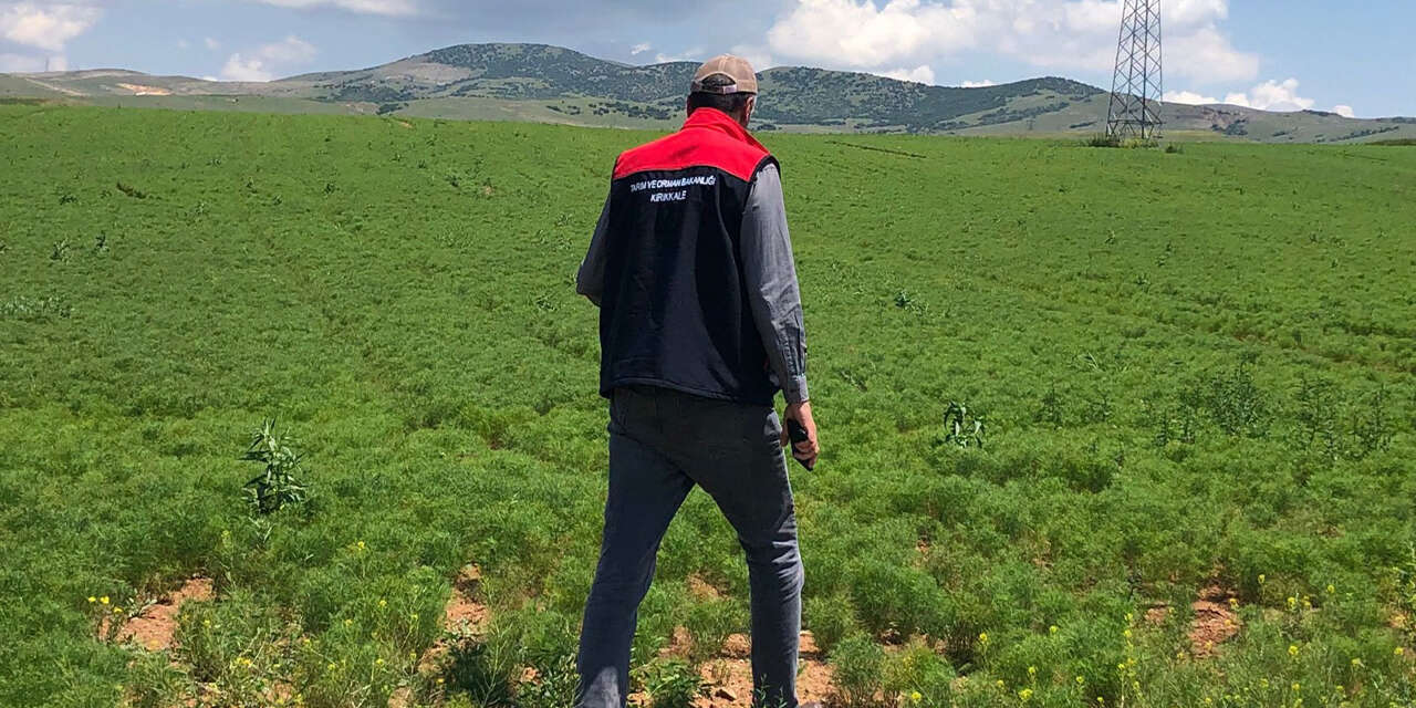 tarlada-urun-beyan-kontrolleri-yapiliyor2