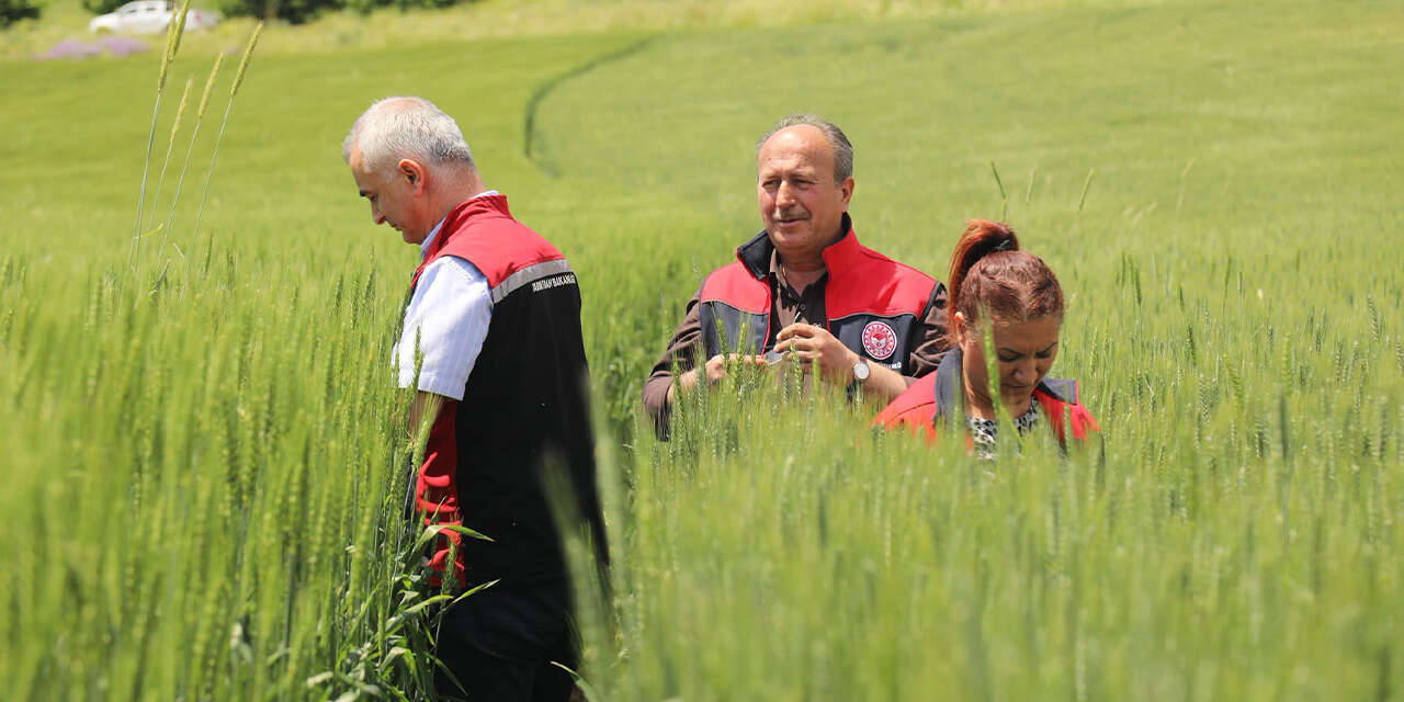 yerli-ve-milli-bugday-cesitleri-sahada-test-ediliyor23