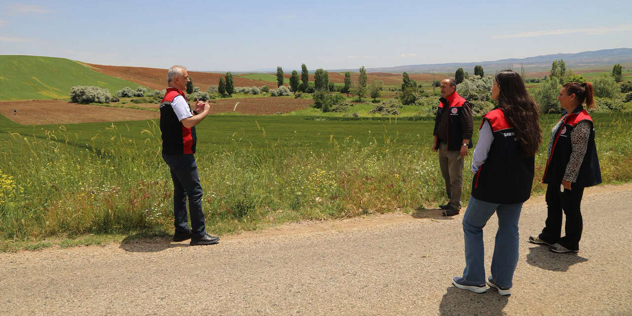 yerli-ve-milli-bugday-cesitleri-sahada-test-ediliyor3