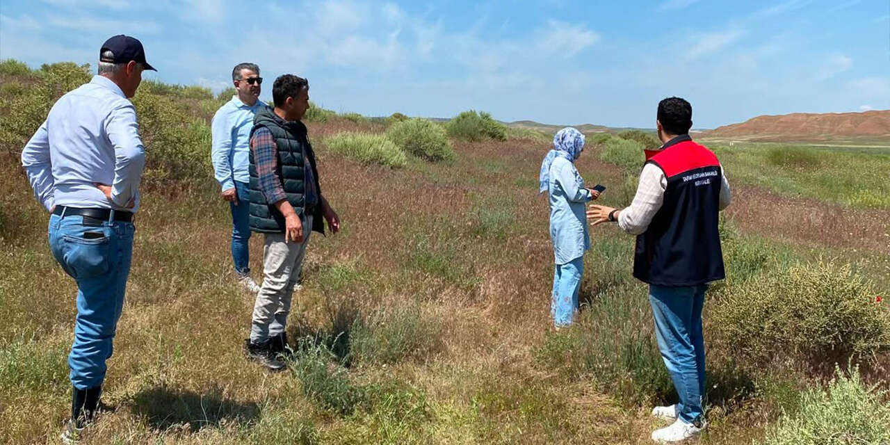 delicede-meralara-atriplex-bitkileri-ekiliyor2