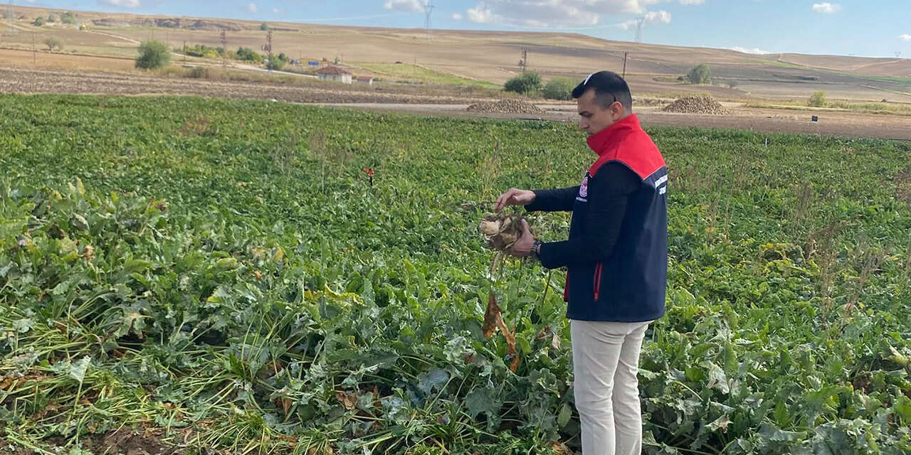 5-bin-500-dekarlik-uretim-tarlalarda-seker-pancari-hasadi-basladi